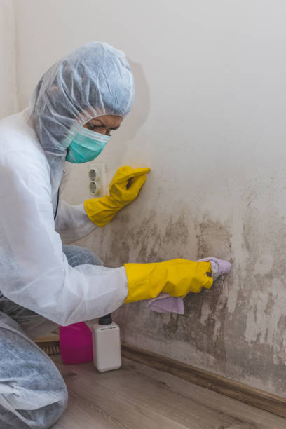 Best Mold Damage Restoration  in Ottumwa, IA
