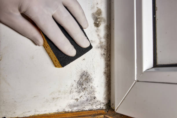  Ottumwa, IA Mold Removal Pros
